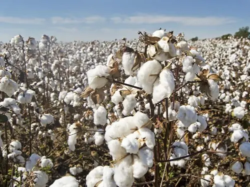 Sluggish business seen on cotton market