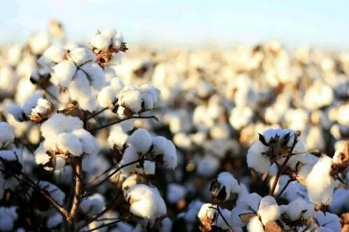 Selective buying seen on cotton market