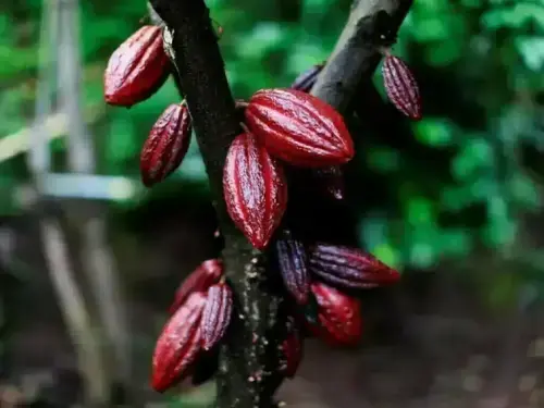 Cocoa futures rise sharply with production set to fall Cocoa futures rise sharply with production set to fall