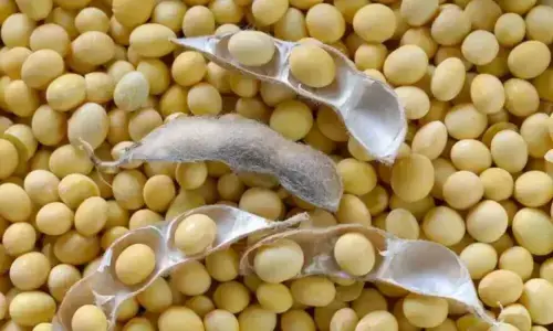 China’s Sinograin sells half of soybeans offered in largest auction since January China’s Sinograin sells half of soybeans offered in largest auction since January