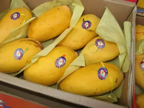 Pakistan embassy organises mango festival in Tehran