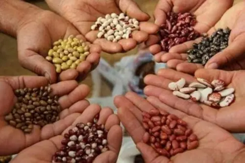 New crop varieties: FSC&RD issues over 505 variety names for enlistment