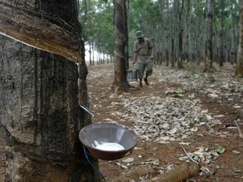 Japanese rubber futures higher