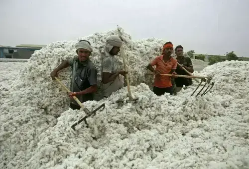 Volume of business satisfactory on cotton market