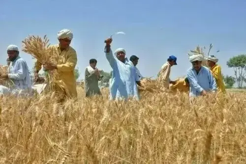 Chicago wheat futures lower