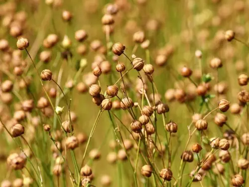 Chicago grain, oilseed futures down Chicago grain, oilseed futures down