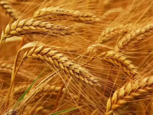 Wheat treads water amid Black Sea export disruption