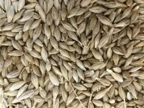 Jordan tenders to buy 120,000 tons of feed barley, traders say