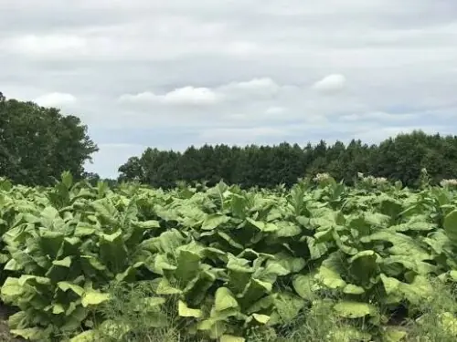 Kashtkar Ittihad seeks protection for tobacco growers