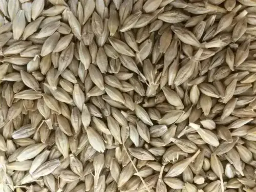 Jordan tenders to buy 120,000 tons of feed barley