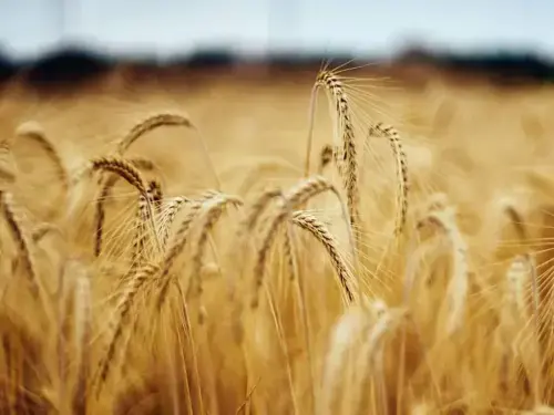 Chicago wheat rebounds Chicago wheat rebounds