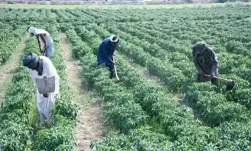 Cotton, rice, other agricultural activities reviewed