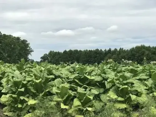 Urea fertilizer: Tobacco growers reject govt&rsquo;s &lsquo;unjustified&rsquo; ban