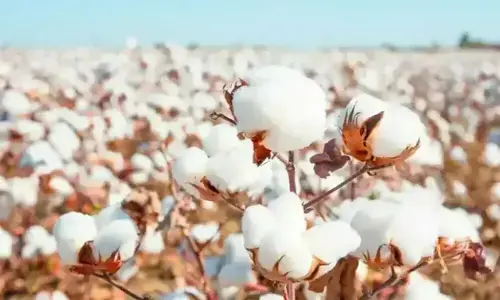 Weekly Cotton Review: Prices remain largely stable