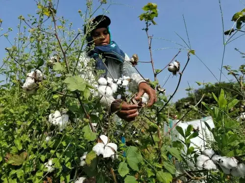 Women cotton workers complete literacy programme