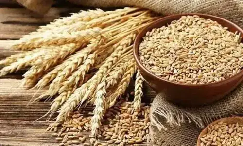 CBoT wheat futures gain CBoT wheat futures gain