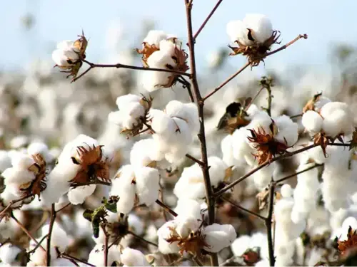 Selective buying seen on cotton market