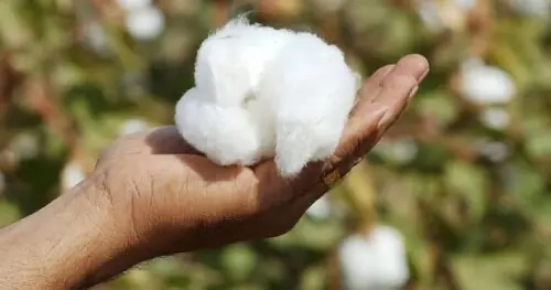 Cotton spot rates