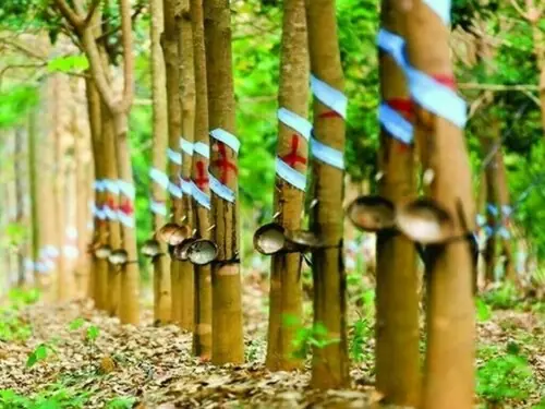 Japan rubber futures rise on higher oil