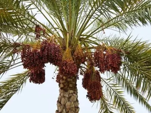 Country&rsquo;s date workers toil through rising heat