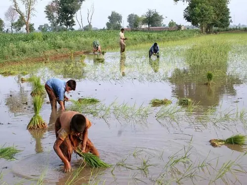 Agri experts warn growers against bacterial leaf blight in rice crops