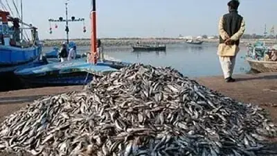 قومی ماہی گیری پالیسی ، 10 ارب ڈالر کا برآمدی صلاحیت بروئے کار لانے کا ہدف