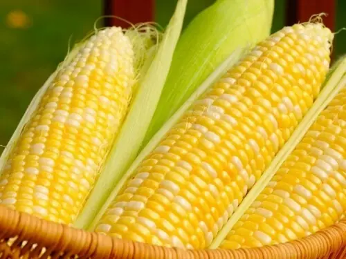 GMO maize threat to Pakistan&rsquo;s emerging maize industry