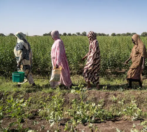 Sudan farms lie barren as El Nino leaves Nile banks dry
