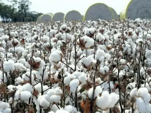 Cotton picking, policy style