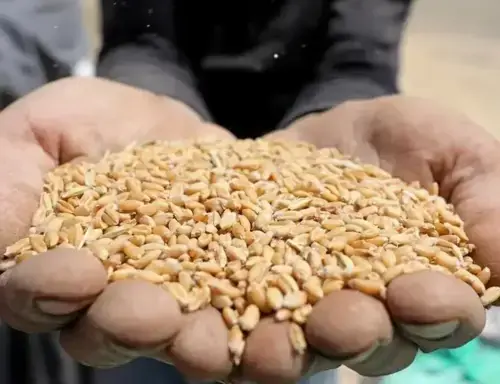 PKI urges govt to restore wheat support price at Rs4,702 per 40kg