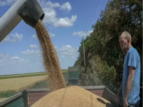 Russian domestic grain prices plummet