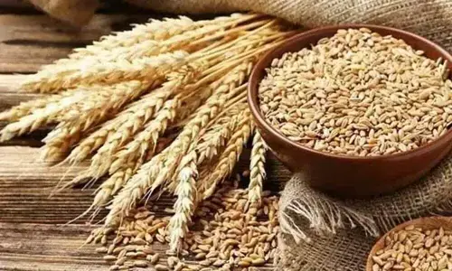 Paris wheat falls from highs on hopes