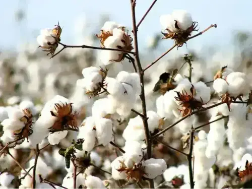 Rising trend prevails on cotton market