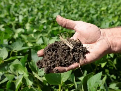 Sindh plans subsidy on DAP for Rabi season