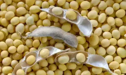Soybeans set for fourth weekly gain on China demand, US weather concerns