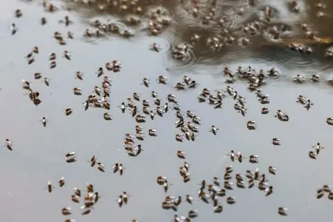 Bangladesh dengue outbreak accelerates as hospitals come under strain