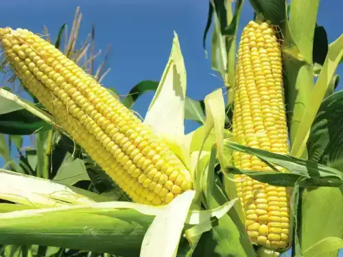 Chicago corn falls ahead of USDA's supply demand report