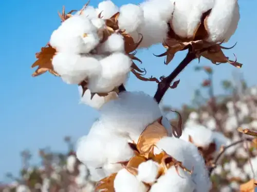 Upward trend persists on cotton market