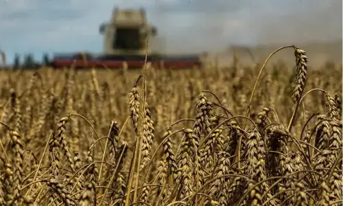 EU 2026/27 soft wheat exports down