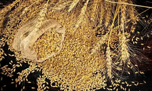 CAP calls for allowing private sector to import wheat