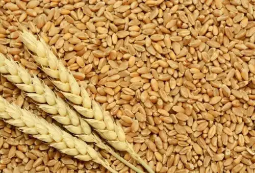 TCP receives nine bids for wheat import