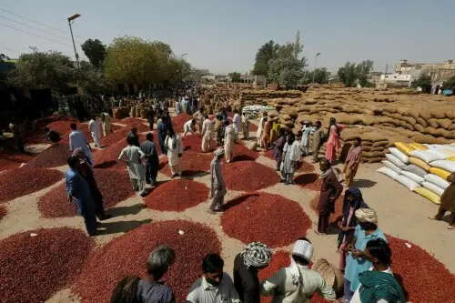 Initiative launched to help chili farmers achieve export quality standards