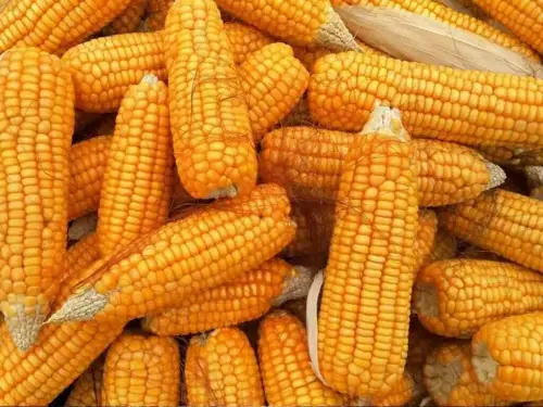 French maize conditions hit another low as harvest accelerates