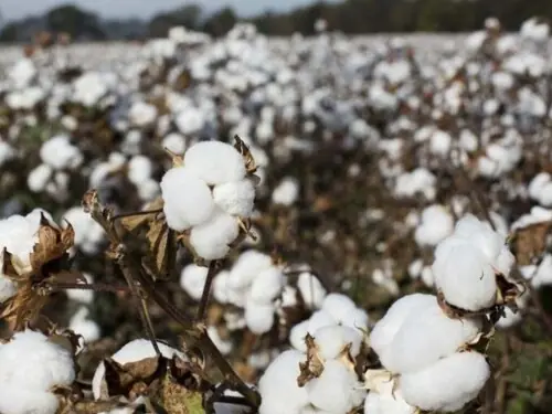 Weekly Cotton Review: Prices fall sharply as production rises