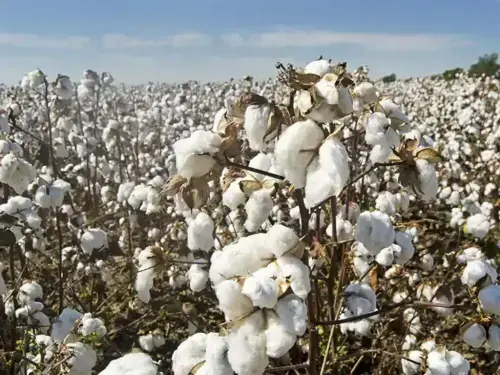 Cotton spot rates