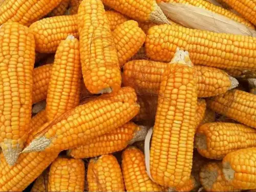 Coceral cuts EU corn crop estimate to 48.6m tons on heat, drought
