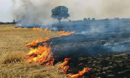Punjab steps up measures against rice residue burning