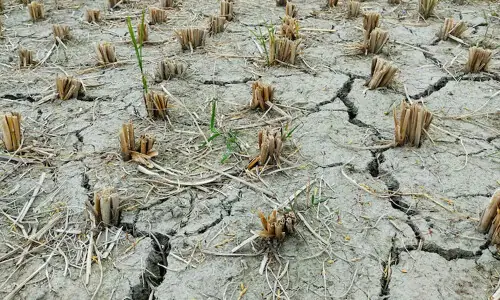 Drought declared in three-quarters of India's richest state