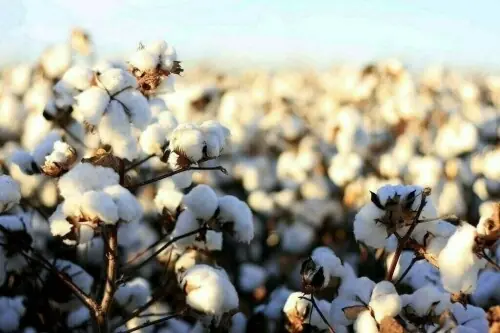 PCGA demands govt launch drive to save cotton economy