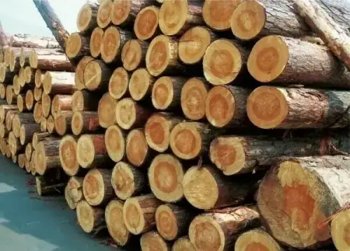 ٹمبر ٹریڈرز کا چھال سمیت لکڑی کے لاگز درآمد کرنے کی اجازت دینے کا مطالبہ